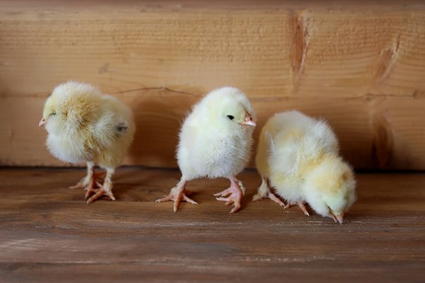 How to reduce chick stress during cart unloading?