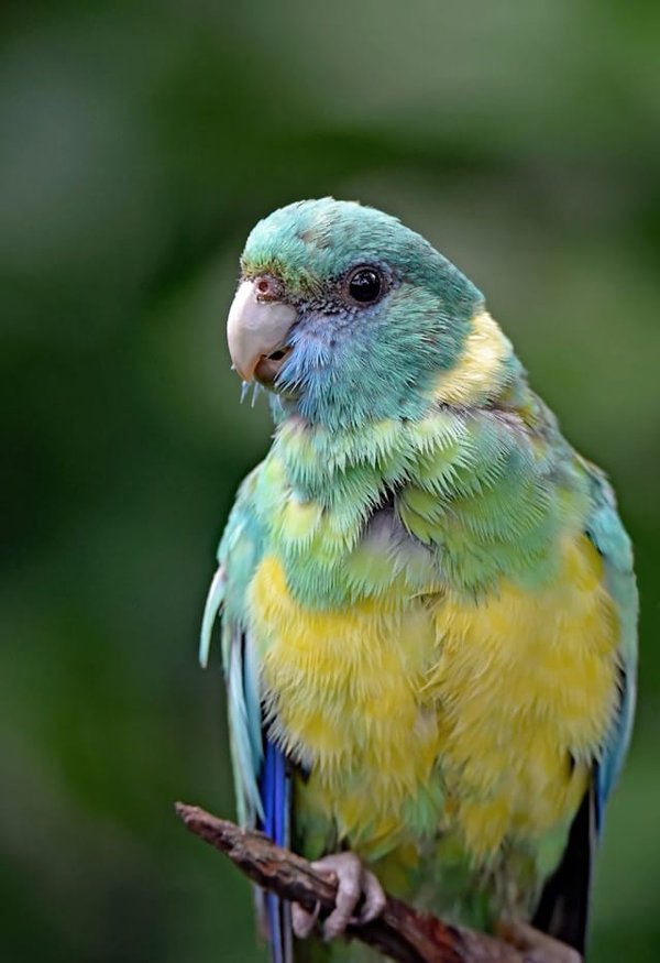 What's the Best Way to Prepare for Bringing Home an Exotic Bird?