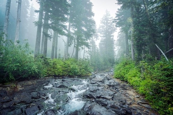 What Are the New Strategies for Biodiversity Conservation in UK's National Parks?